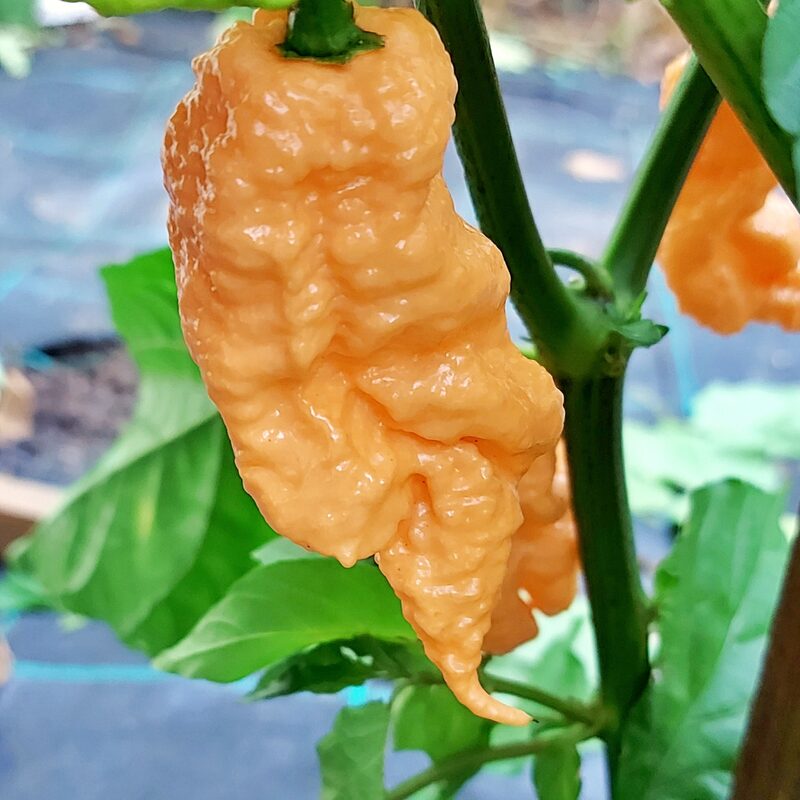 Peach Bhut Jolokia Ghost Chili Pepper Live Plants For Sale - Set 8 - World Hottest Pepper For Planting - Easy To Transplant - Well Rooted &amp; Healthy