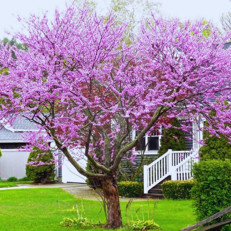 Redbud Eastern Red Bud Tree Live Plant - 7-15 Inc Tall - Quart Pot