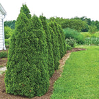 20 Leyland Cypress Hedge Shrub Plants Live Trees - Zone: 5-9