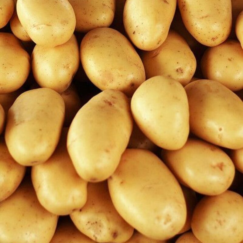Mixed Seed Potatoes for Planting, Yukon Gold, Russet and Red Potato Fresh Heirloom and Non GMO Potato Seeds, Potato Tuber, 2 Pound