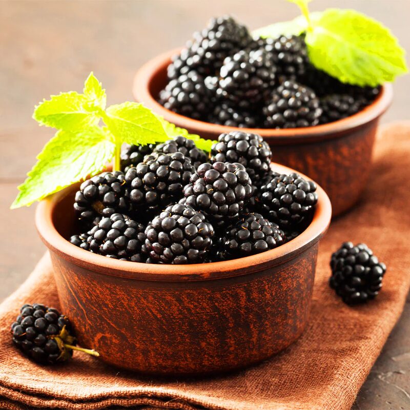 Chester Blackberry Plants