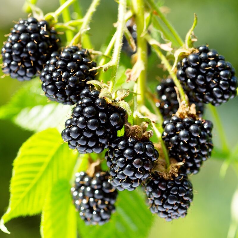 Prime Ark Freedom Blackberry Plants