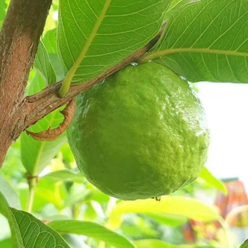 White Guava Tree Live Plant