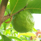 White Guava Tree Live Plant