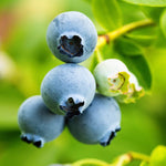 Legacy Blueberry Plant