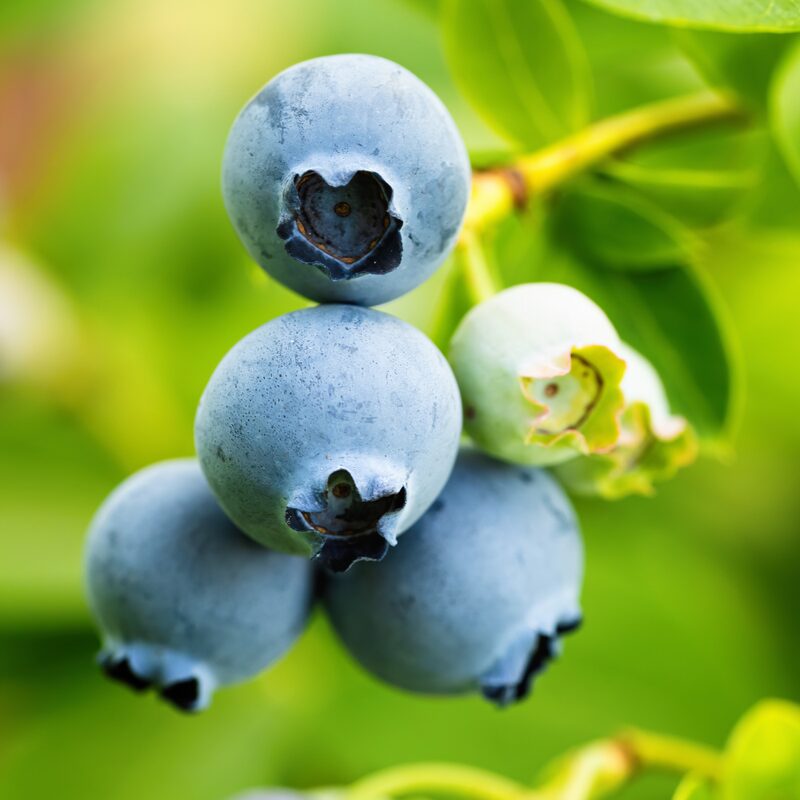 Legacy Blueberry Plant