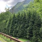 20 Leyland Cypress Trees Live Plants Hedge Privacy - Zone: 5-9