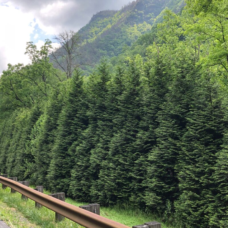 20 Leyland Cypress Trees Live Plants Hedge Privacy - Zone: 5-9