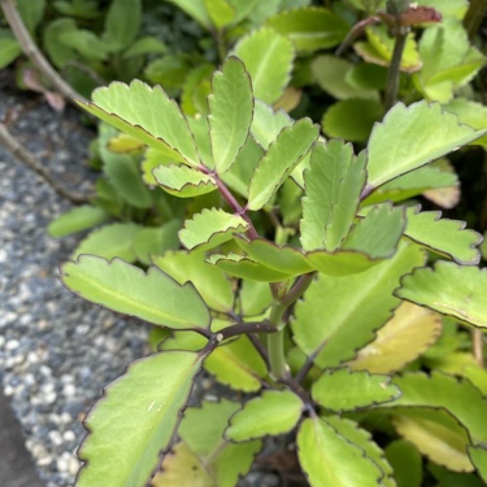 Kalanchoe Pinnata Plant, Miracle Leaf of Life 4 Inc Pot