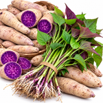 10 Okinawa Sweet Potato Slips, Purple Flesh Variety for Planting