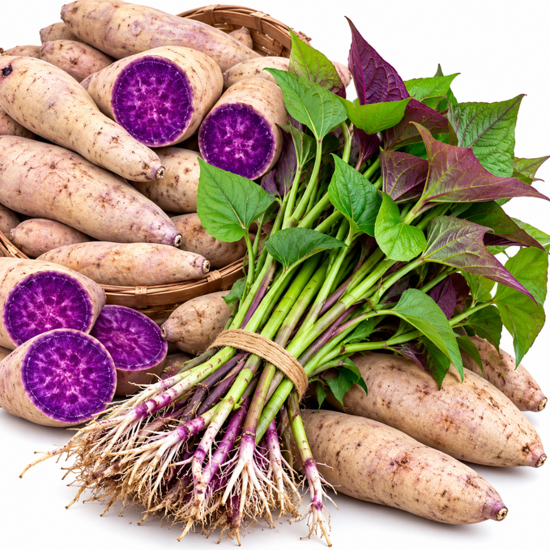 10 Okinawa Sweet Potato Slips, Purple Flesh Variety for Planting