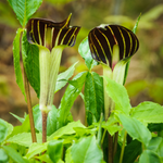 10 Jack In Pulpit Bulbs For Planting