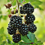 Prime Ark Freedom Blackberry Plants
