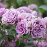 Silver Cloud Rose Bush