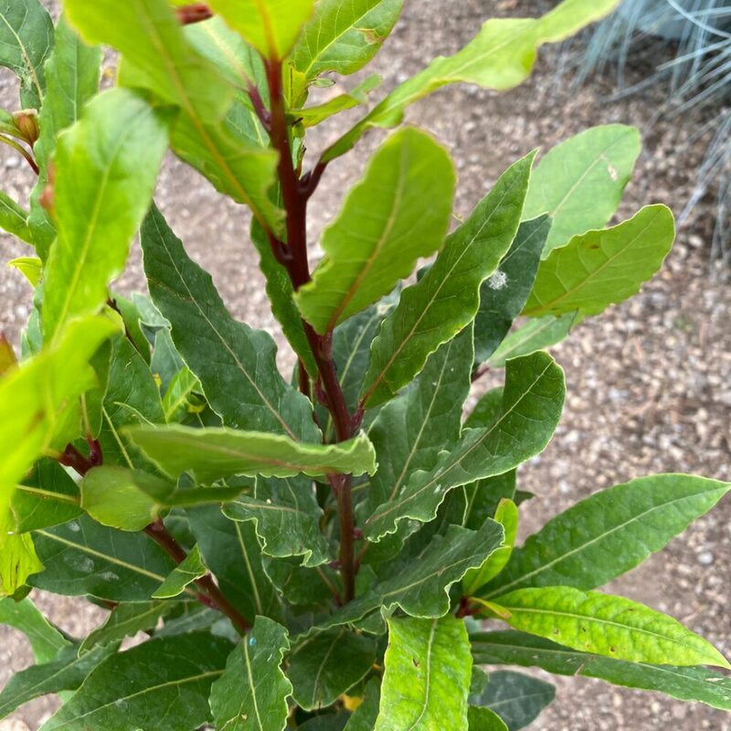 Laurus Nobilis Bay Leaf Tree - Bay Laurel - 2-3Ft Tall - 3 Gallon Pot - Sweet Bay Leaves Live Plant for Planting