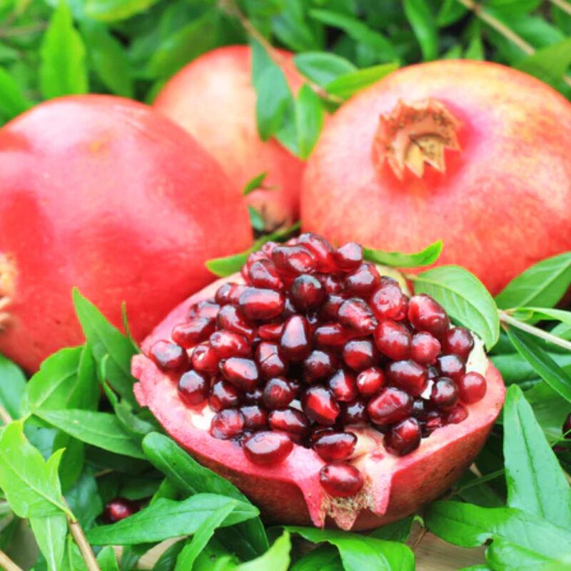 Pomegranate Tree Live Plant - Pomegranate  - 1- 2 Year Old - Plant