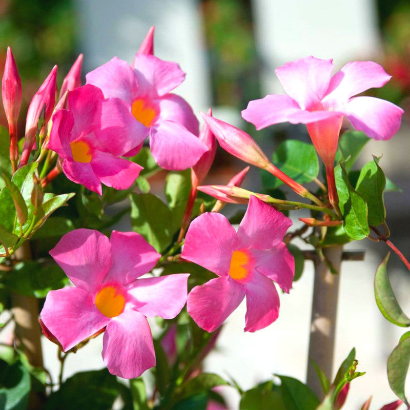 Pink Mandevilla Plants - 2 to 5 Inc Long, set of 2 plants