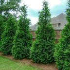 5 Murray Cypress Trees Live Plants - Zone: 5-9