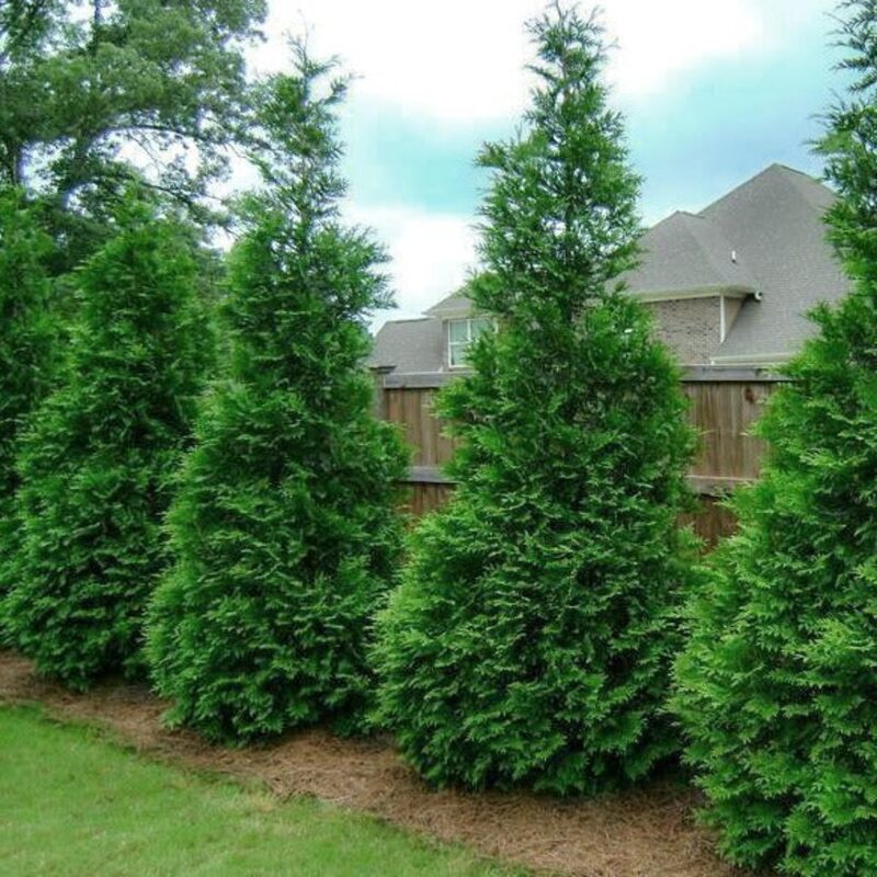 5 Murray Cypress Trees Live Plants - Zone: 5-9