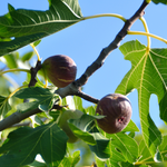Chicago Hardy Fig Plant 4-8 Inc