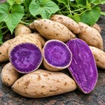 10 Okinawa Sweet Potato Slips, Purple Flesh Variety for Planting