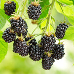 Prime Ark Freedom Blackberry Plants
