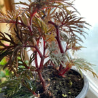 Fern Leaf Begonia Plant Potted