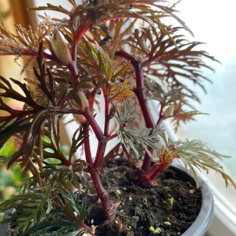 Fern Leaf Begonia Plant Potted