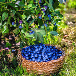 Rebel Blueberry Plant