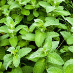 Apple Mint Plants Live - 5 to 7 Inch Tall- Fresh Heirloom Mint Plant - Culinary Herb - Indoors Outdoors - Spring/Fall Planting