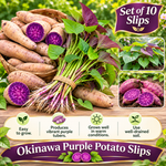 10 Okinawa Sweet Potato Slips, Purple Flesh Variety for Planting