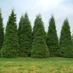 5 Thuja Green Giant Arborvitae Trees Live Plants - 2.5" Pot - 12-18" Tall