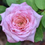 Dream Rose Plant Live