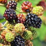 Prime Ark Freedom Blackberry Plants