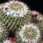 Mammillaria Chionocephall, Snowball Cactus, Powder Puff Cactus