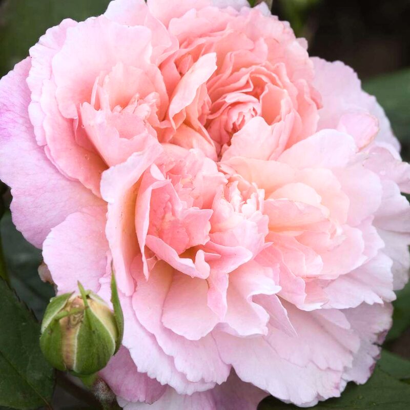 Gruss An Aachen Rose Plant Live