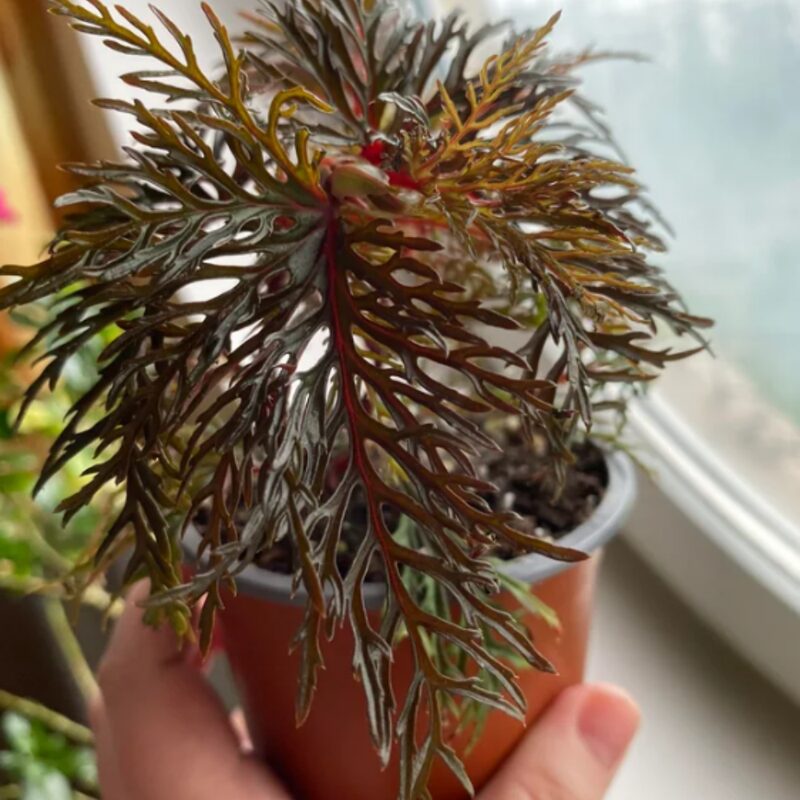 Fern Leaf Begonia Plant Potted