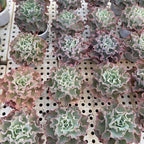 Echeveria Blue Curls Succulent Plants