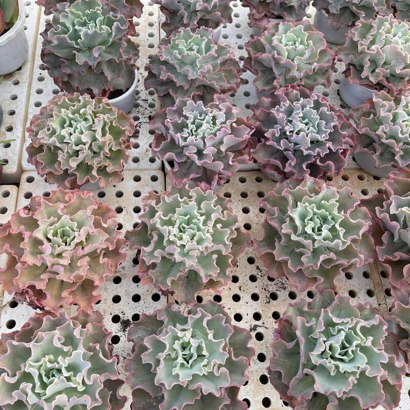 Echeveria Blue Curls Succulent Plants
