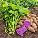 10 Okinawa Sweet Potato Slips, Purple Flesh Variety for Planting