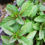 Peppermint Mint Plants Live - 5 to 7 Inch Tall - Fresh Heirloom Mint Plant - Culinary Herb - Indoors Outdoors - Spring/Fall Planting