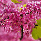 Rosy Pink Purple Redbud Tree Live Plant - 2-3 Ft - Zones 5-9 - 2 Year-Old Seedling Red Bud Trees Live Plants Outdoor Fast Growing