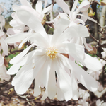 Star Magnolia Plant 6-12 Inch Tall