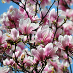 Saucer Magnolia Plant Live 6-12 Inch Tall