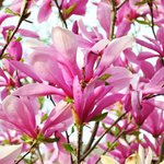 2 Ann Magnolia Plants 6-12 Inch Height