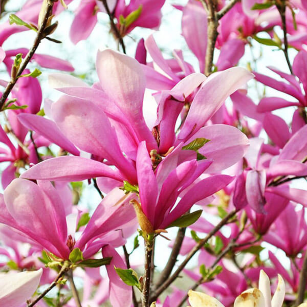 3 Ann Magnolia Plants Live 6-12 Inch Height