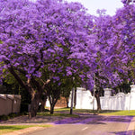 Mini Jacaranda Mimosifolia Live Tree - 4" Pot