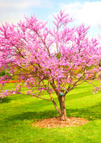 American Redbud Tree Live Plant - 1-2 Ft - Cercis Canadensis - Zones 5-9 - 2 Year-Old Seedling Red Bud Trees Live Plants Outdoor Fast Growing