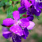 Purple Tibouchina Plant 3-5 Inc Height