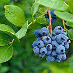 O'neil Blueberry Plant